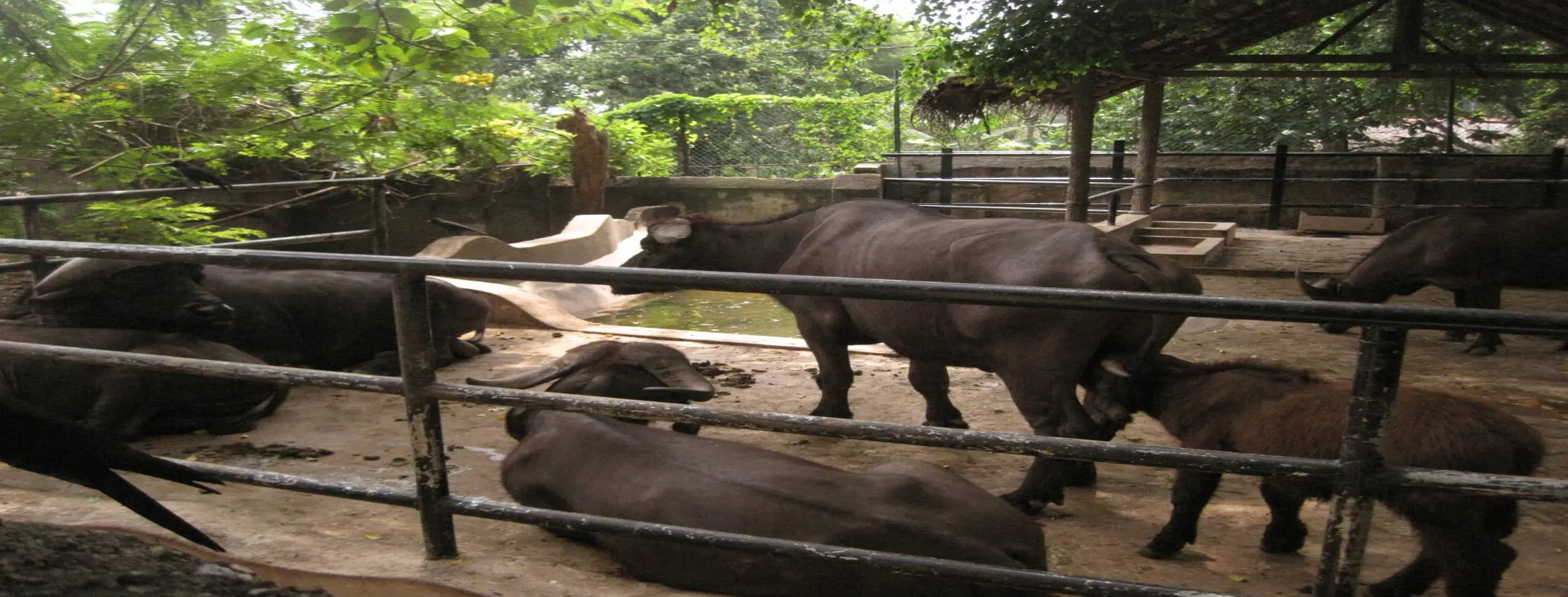 Image for Colombo Zoo